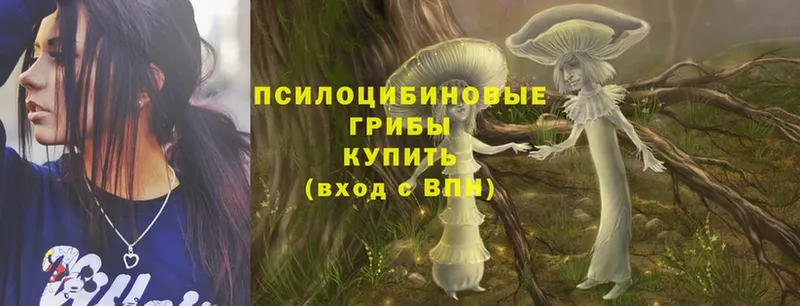 купить  цена  Иркутск  Псилоцибиновые грибы Psilocybe 